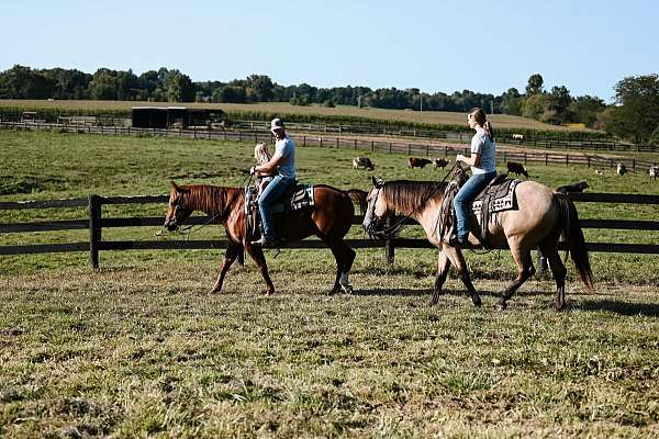 flaxen-mane-quarter-horse