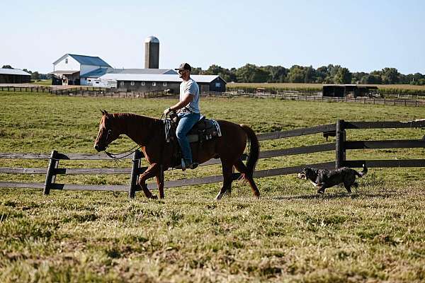 heel-quarter-horse