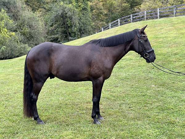 all-around-andalusian-horse