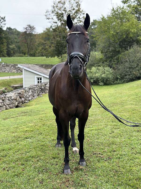 athletic-andalusian-horse