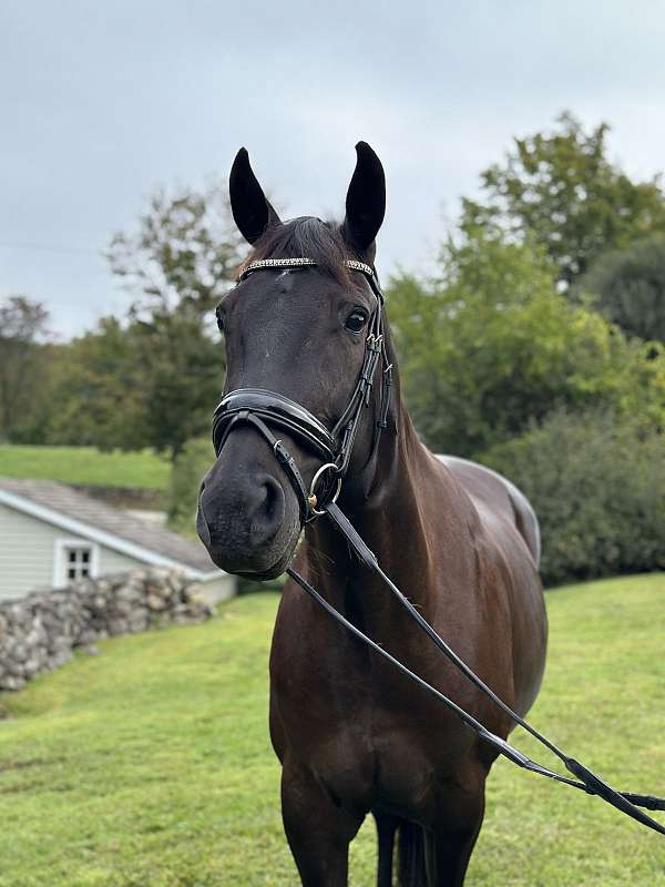 cross-andalusian-horse