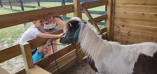 chestnut-pony-foal