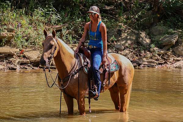 all-around-quarter-horse