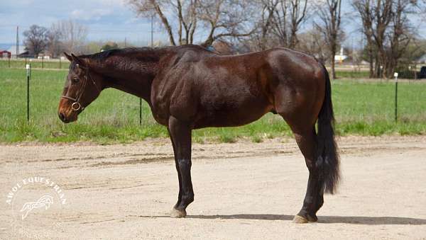 thoroughbred-gelding