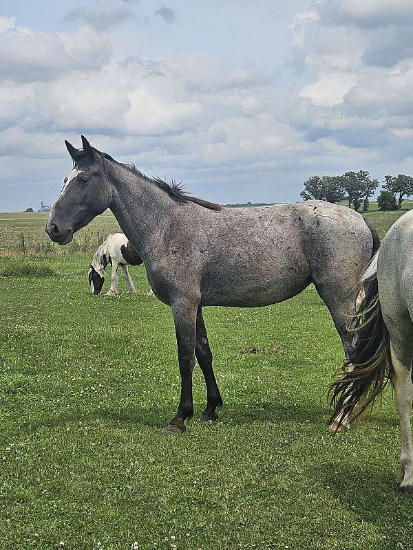 blue-roan-friendly-tennessee-walking-horse