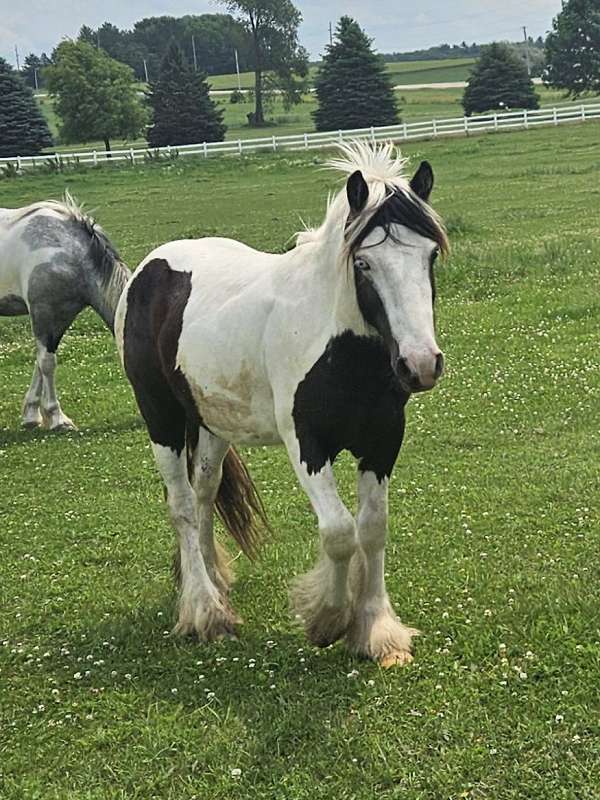 gypsy-vanner-blue-eye-small-quiet-horse