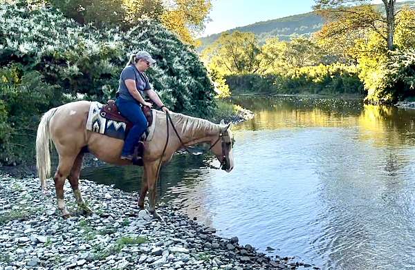 palomino-quarter-horse