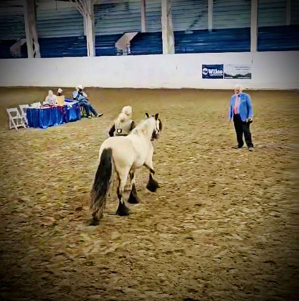 black-feather-gypsy-vanner-horse