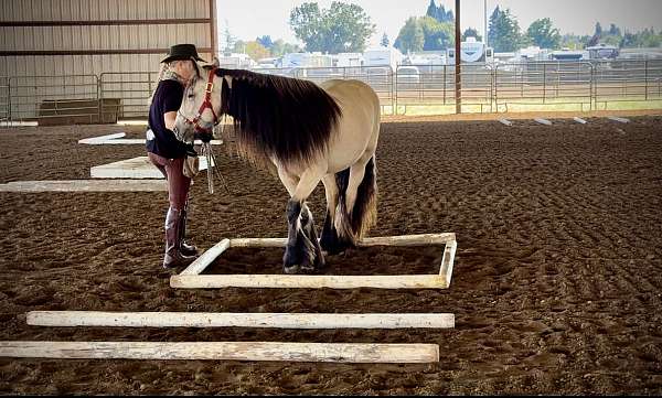 white-strip-all-black-feather-horse