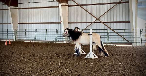 buckskin-white-strip-all-black-feather-horse