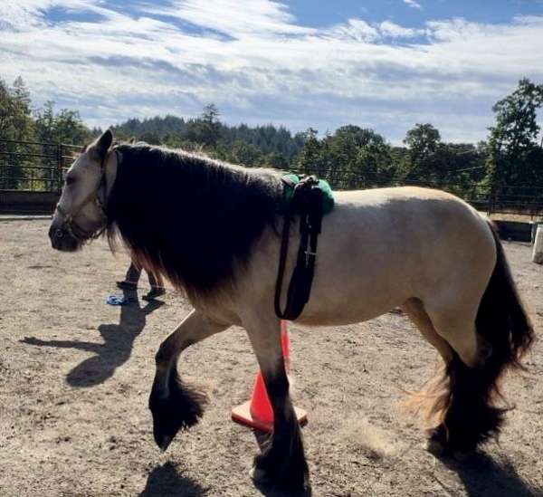 gypsy-vanner-horse