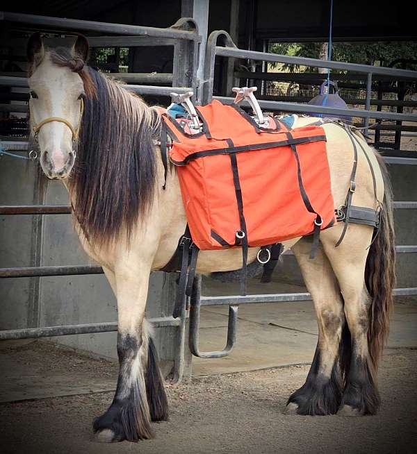 buckskin-gypsy-vanner-horse