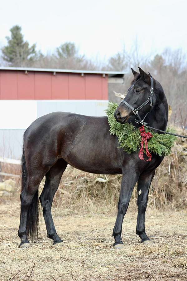 usdf-draft-horse