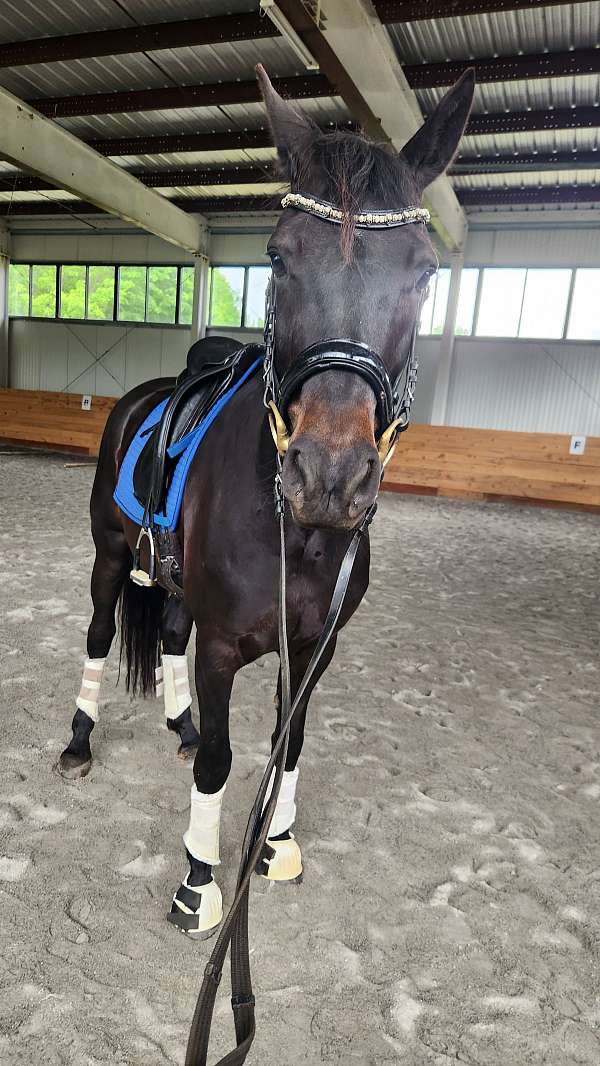 usdf-percheron-mare