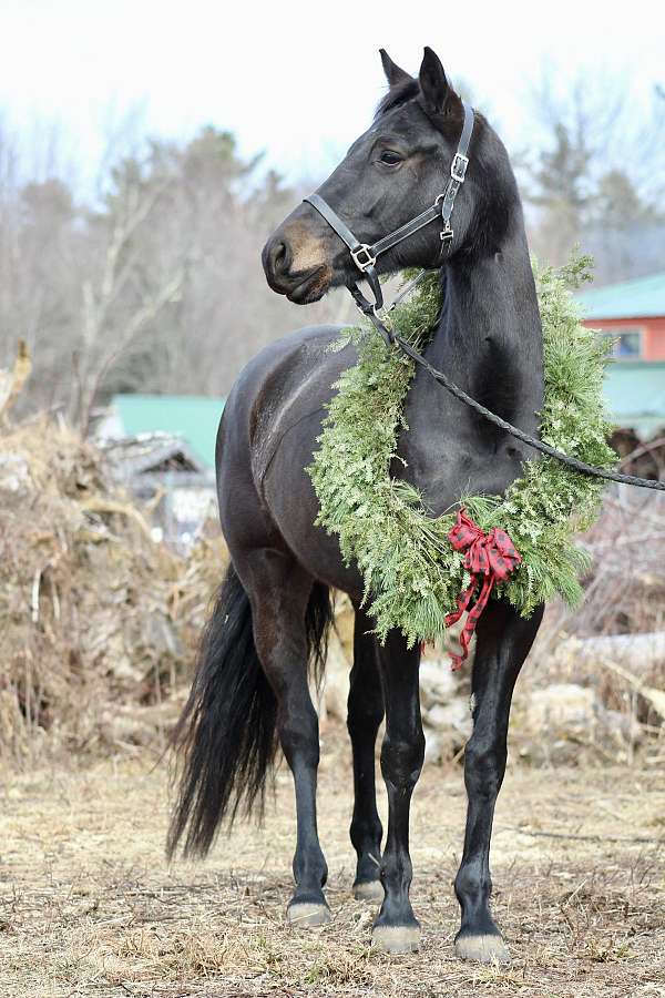 usdf-percheron-horse