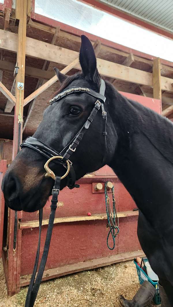 dressage-warmblood-horse