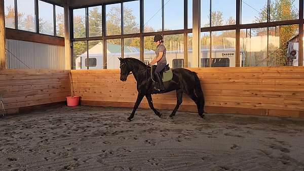 dressage-mare