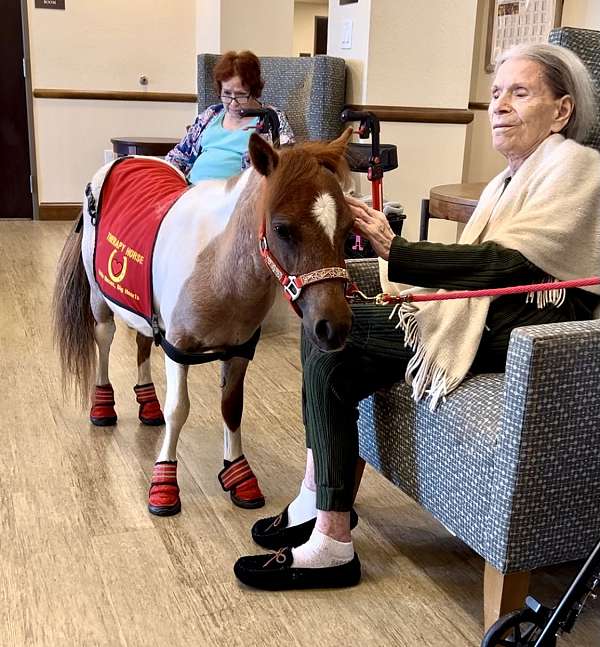 red-roan-pinto-horse