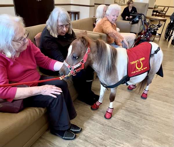 flashy-miniature-horse