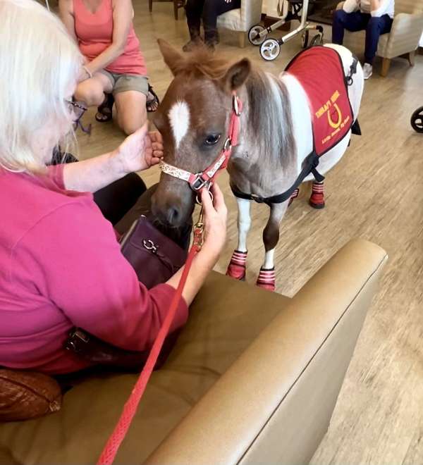 husband-safe-miniature-horse