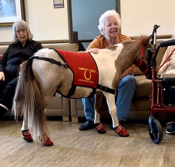 therapy-miniature-horse