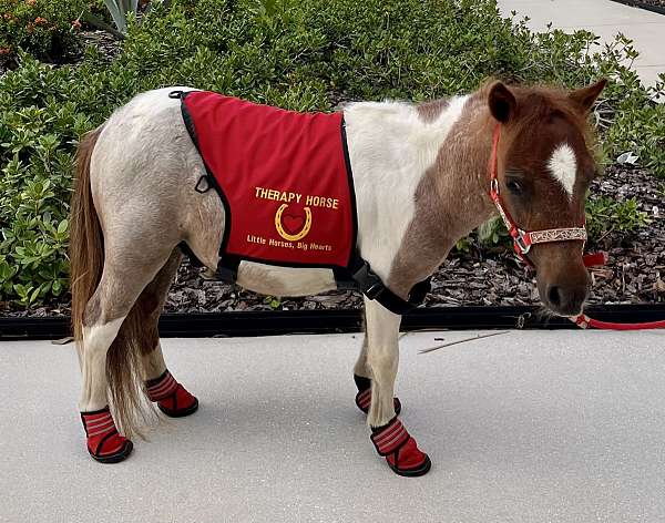 red-roan-husband-safe-horse