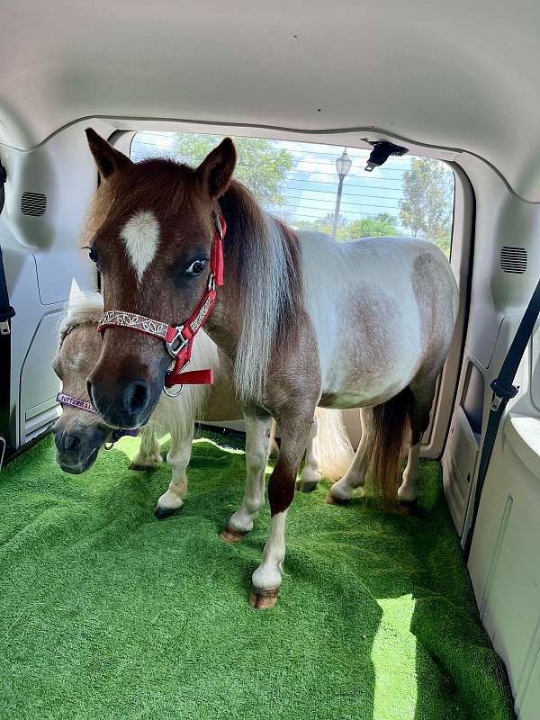 red-roan-therapy-horse