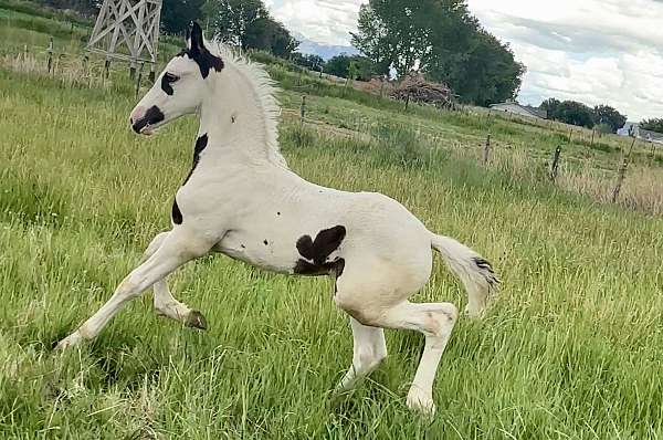 baby-barock-pinto-horse