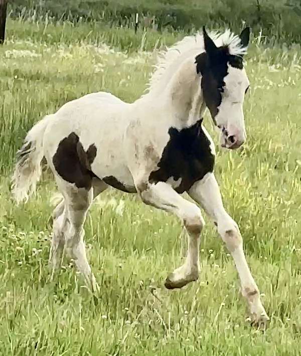 baroque-barock-pinto-horse