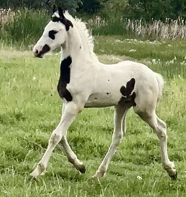 babies-barock-pinto-horse