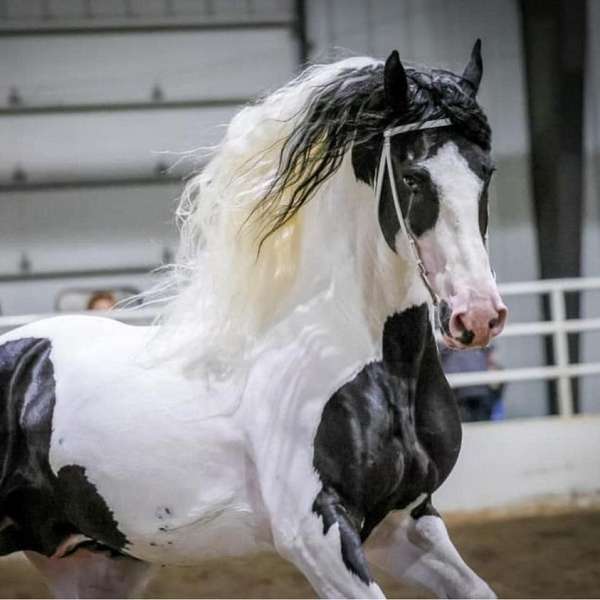 breeding-barock-pinto-horse