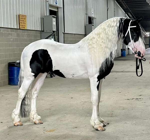 breeding-stallion-barock-pinto-horse