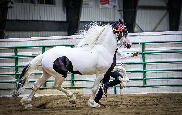 brown-barock-pinto-horse