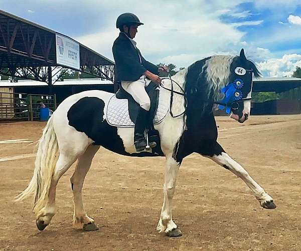 brown-mare-barock-pinto-horse