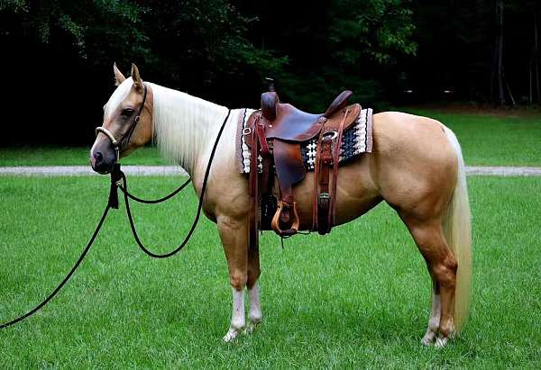 phba-palomino-mare