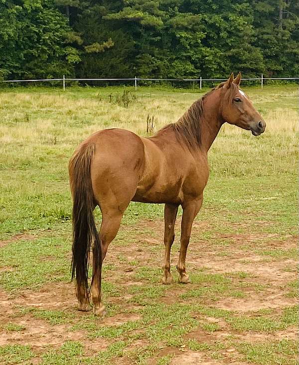 quarter-horse-mare