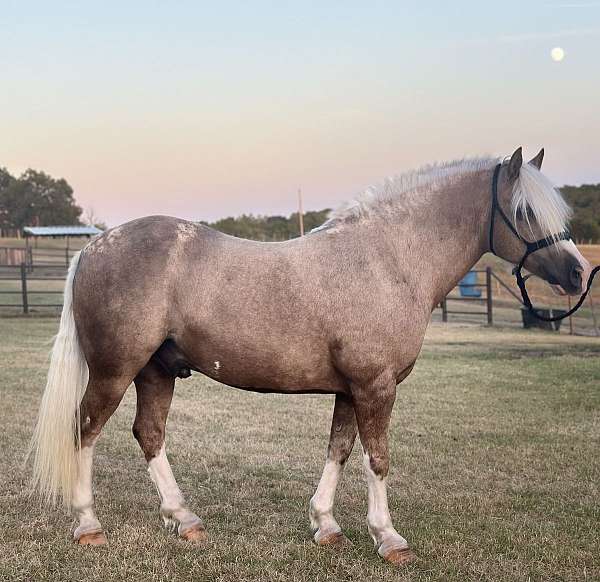 palomino-4-white-socks-face-horse