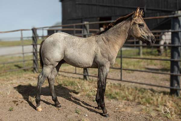 star-right-real-sock-horse