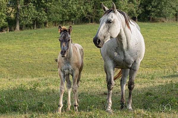 grulla-star-right-real-sock-horse