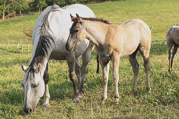 calf-roping-quarter-horse