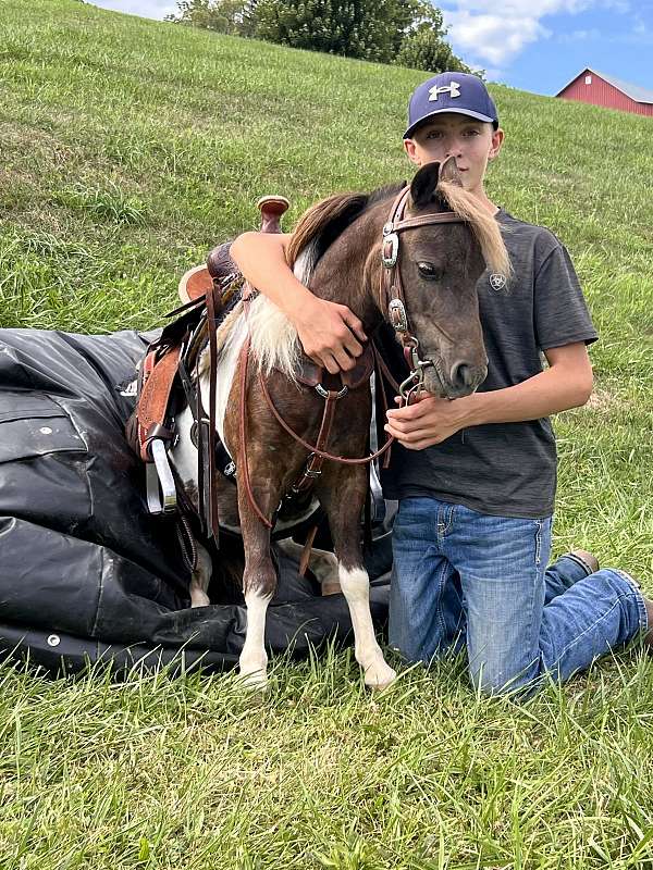 all-around-miniature-pony