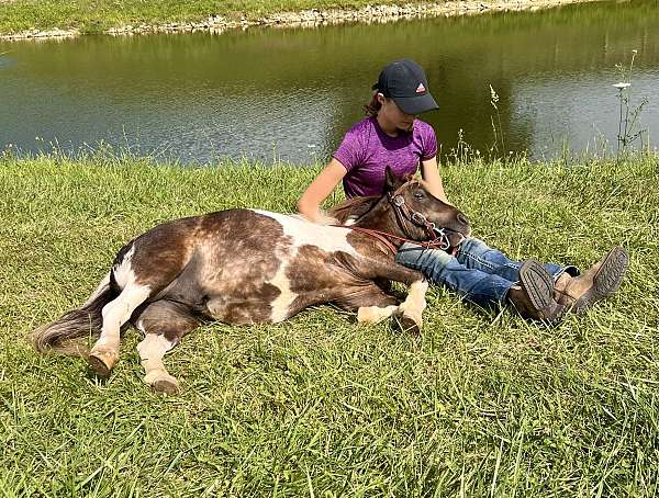 companion-miniature-pony