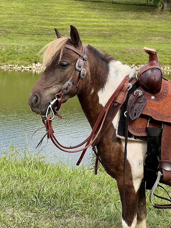 kid-safe-miniature-pony