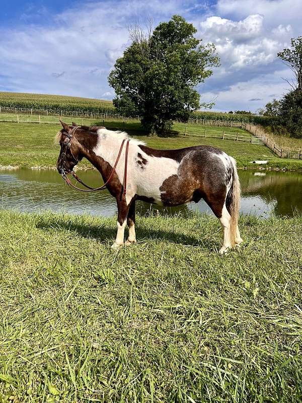 playday-miniature-pony