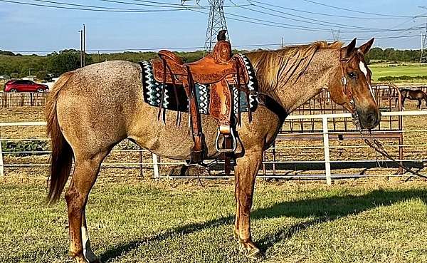 red-roan-roan-pony-quarter-horse-mare