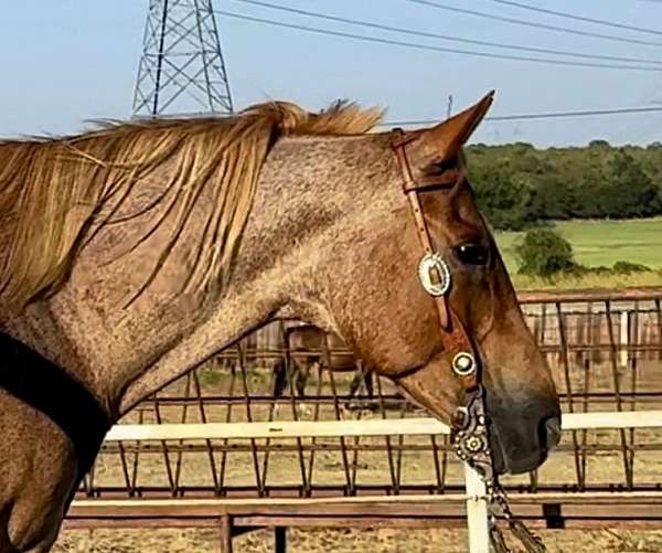 red-roan-roan-all-around-pony