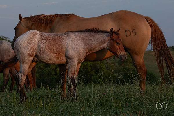 bay-roan-star-horse