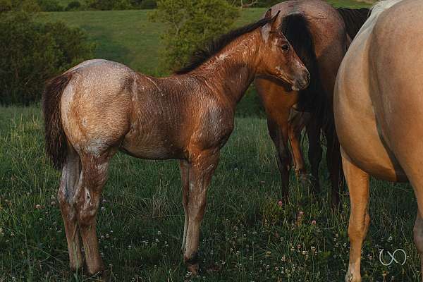 calf-roping-quarter-horse