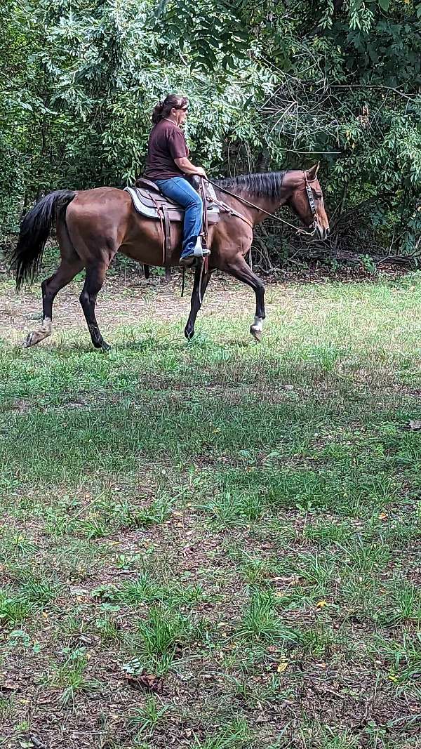 pretty-standardbred-horse