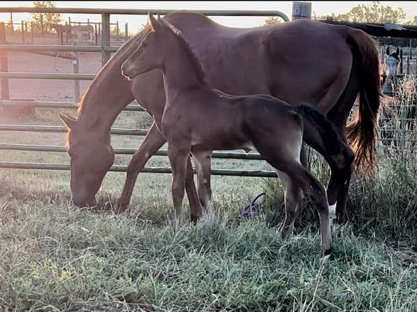 nebraska-dutch-warmblood-horse